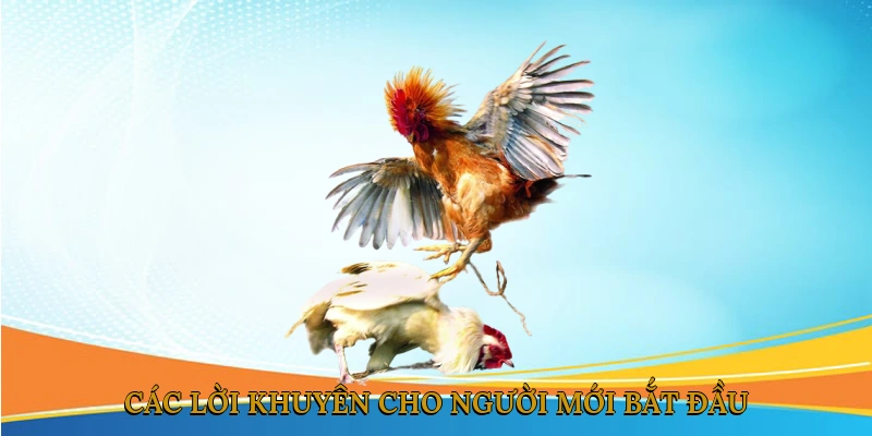 Cách thực hiện luật chơi đá gà