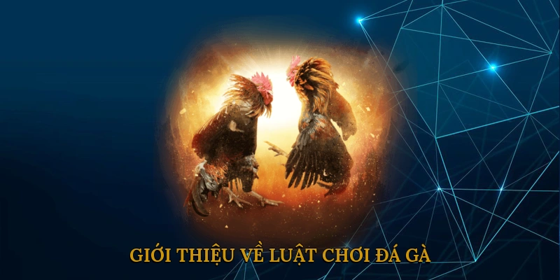 Giới thiệu về luật chơi đá gà